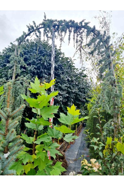 Кедр Глаука Пендула